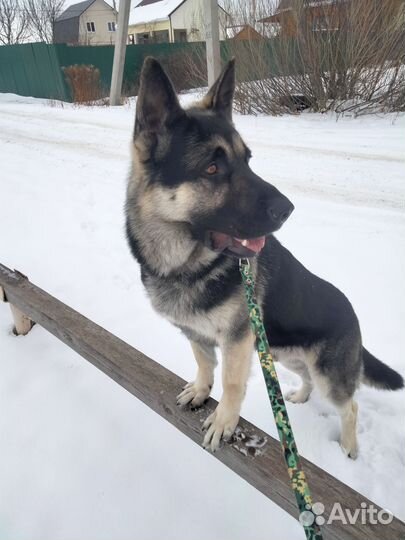 Вязка кобель вео