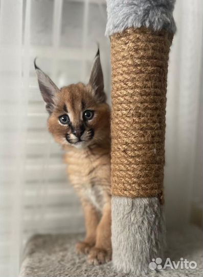 Каракет котенок