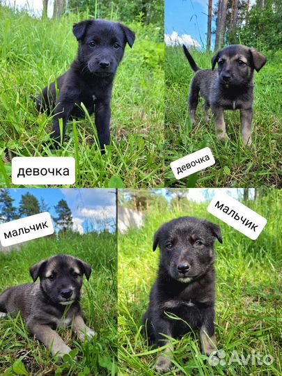 Щенки ищут себе Семью бесплатно