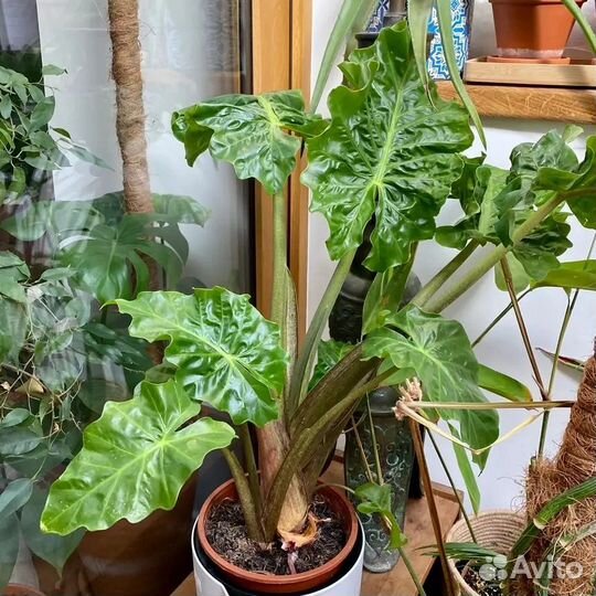 Алоказия Low Rider d 17