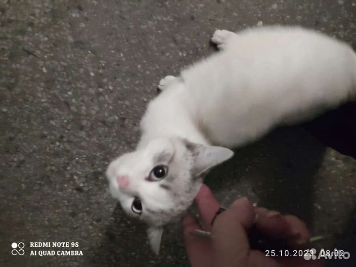 Котик