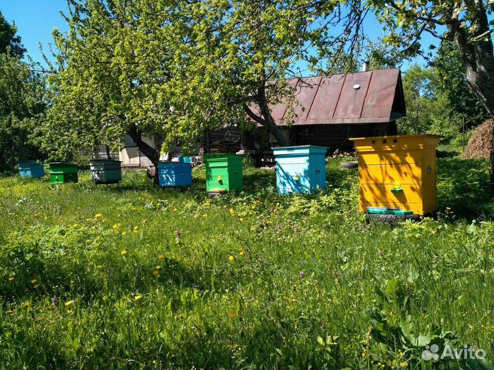 Пчелосемьи, отводки, плодные матки