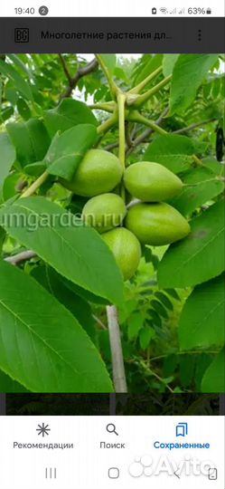 Саженцы маньчжуского ореха