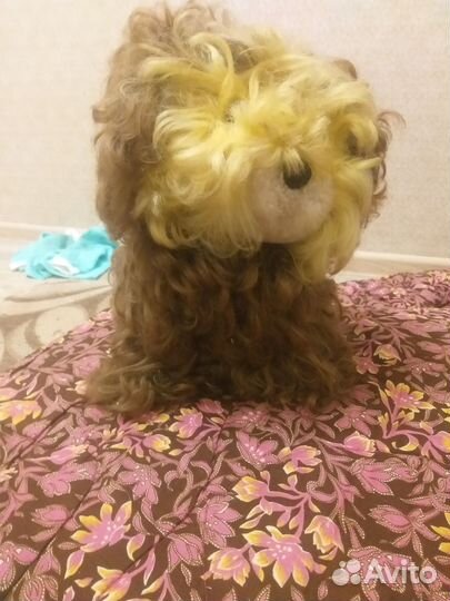 Собака СССР