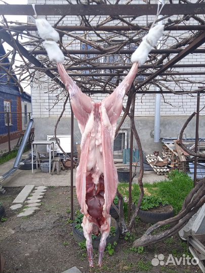 Мясо домашнего кролика (халяль)