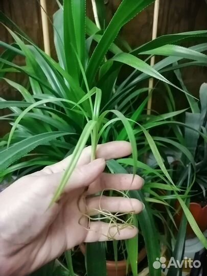 Цветы комнатные