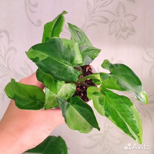 Комнатные растения, цветы