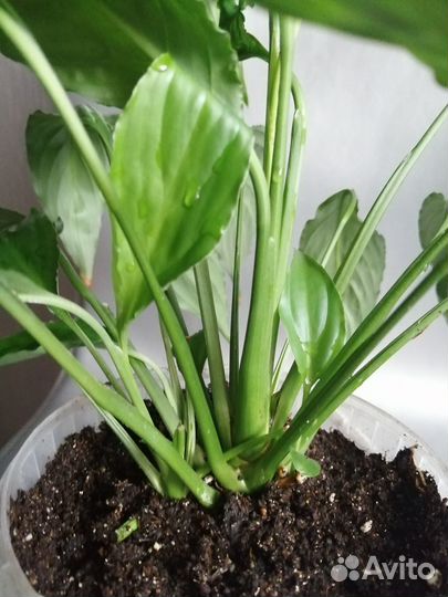 Спатифиллум