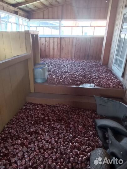 Лук семейный на посадку