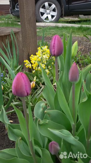 Тюльпаны