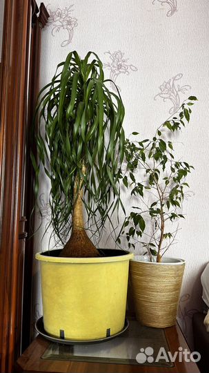 Нолина гиганская пальма