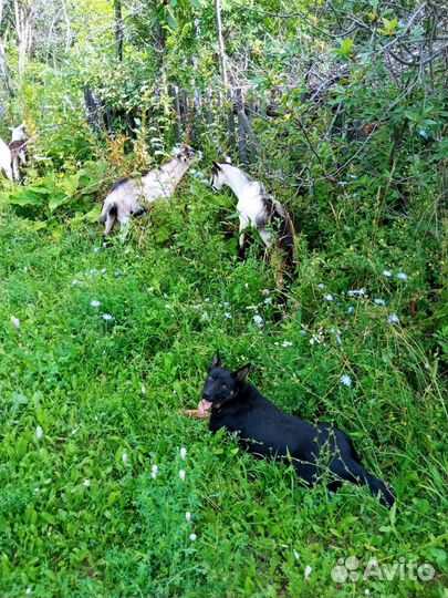 Собаки щенки Австралийская Келпи