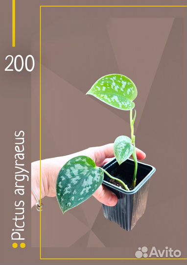 Эпипремнумы, сциндапсусы