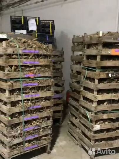 Корни пионов, георгин, луковицы лилий, тюльпанов О