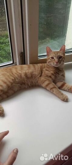 Кошка в дар бесплатно