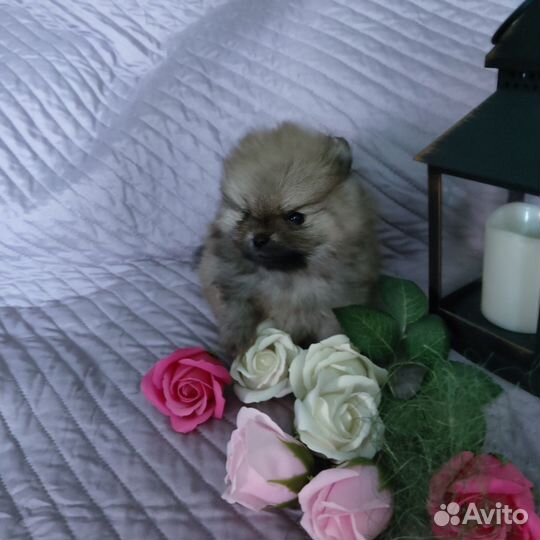 Щенки шпица