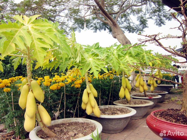 Семена папаи