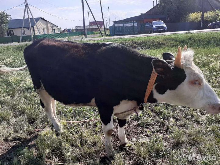 Первотелка