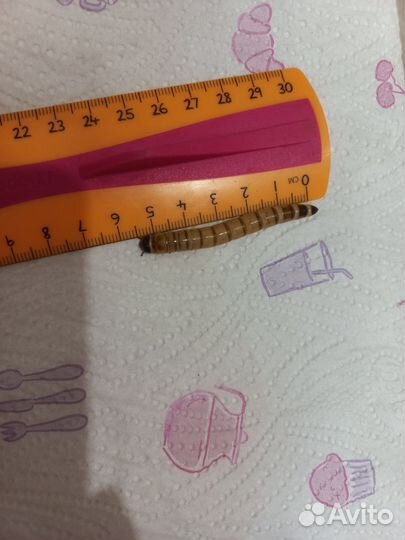 Зофобас жуки и личинки