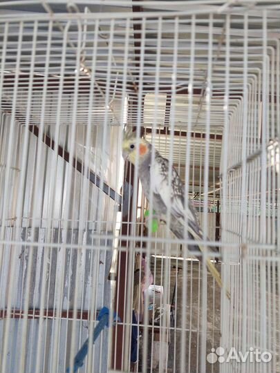 Попугай корелла