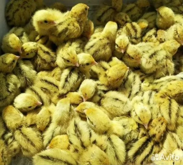 Перепелиные яйца для инкубации