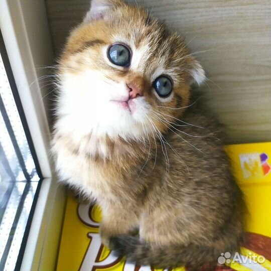 Золотые котятки