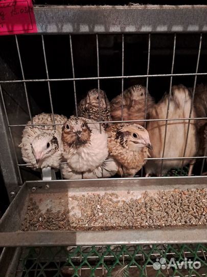 Перепелки Феникс, Фараон