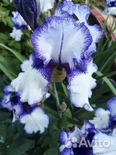 Сортовый Ирис (корни)