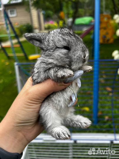 Декоративные кролики