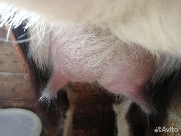 Молодая коза