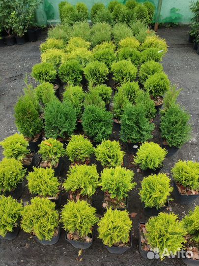 Саженцы Туи