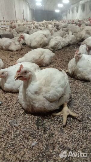 Бройлеры Кобб 500