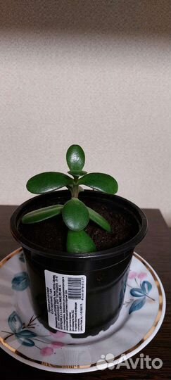 Толстянка (денежное дерево)