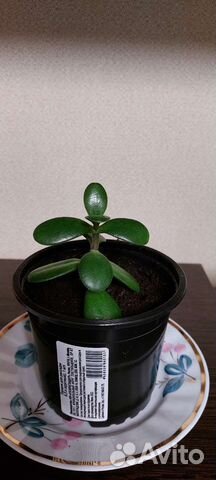 Толстянка (денежное дерево)