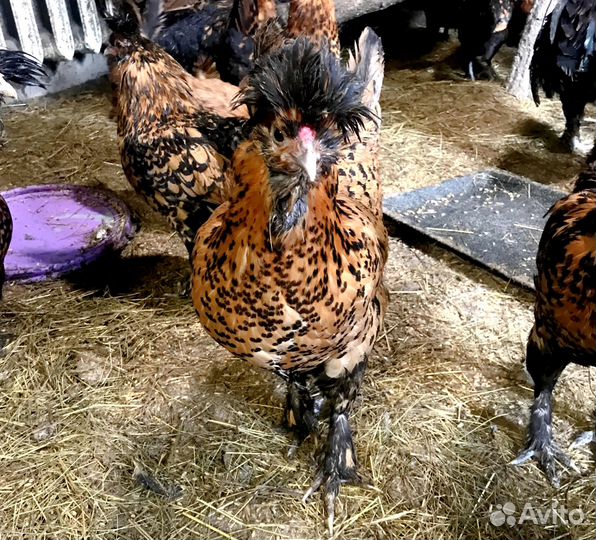 Инкубационное яйцо и цыплята Павловские золото