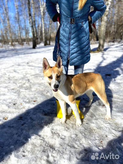Собака скучает в приюте