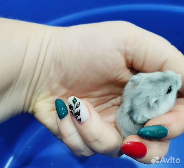 Джунгарский хомяк