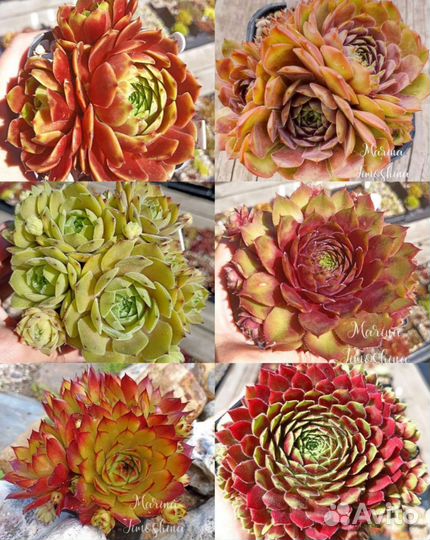 Молодила сортовые (sempervivum)