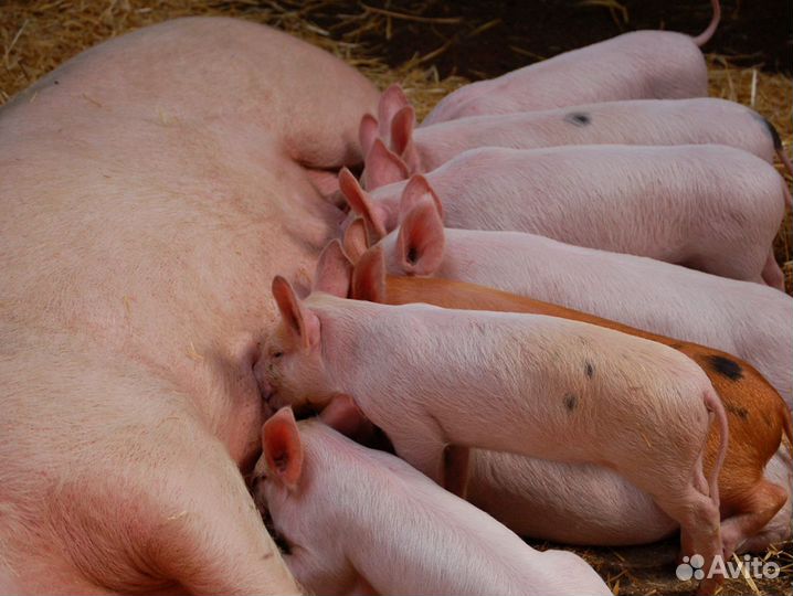 Семя хряка элитных пород