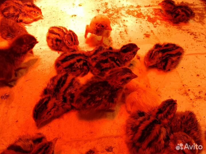 Перепела суточные