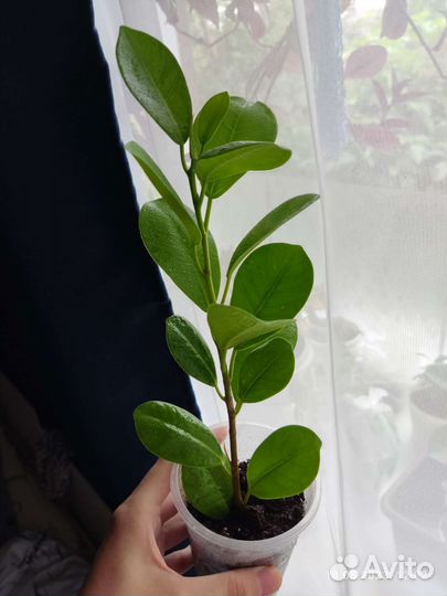 Комнатные цветы