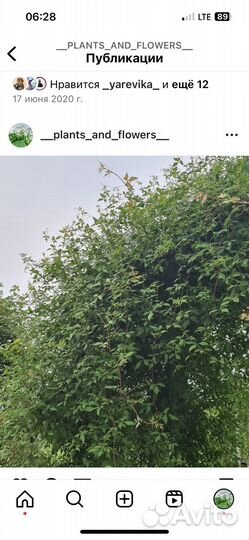 Виноградовник короткоцветковый Ampelopsis