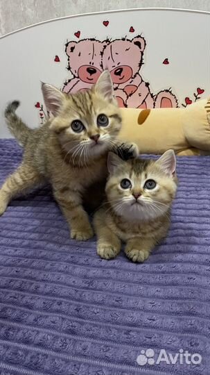 Котята золотая шиншилла