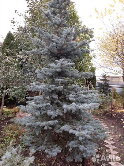 Голубые ели