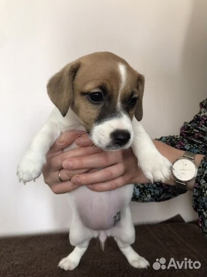 Джек рассел терьер