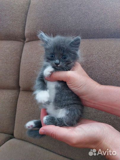 Котенок