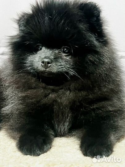 Померанский шпиц девочка