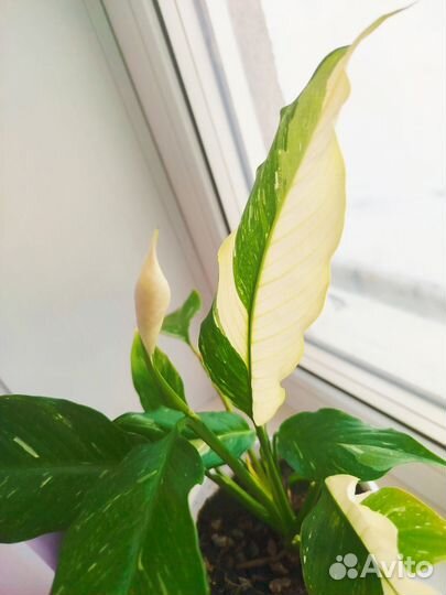 Спатифиллум (женское счастье)