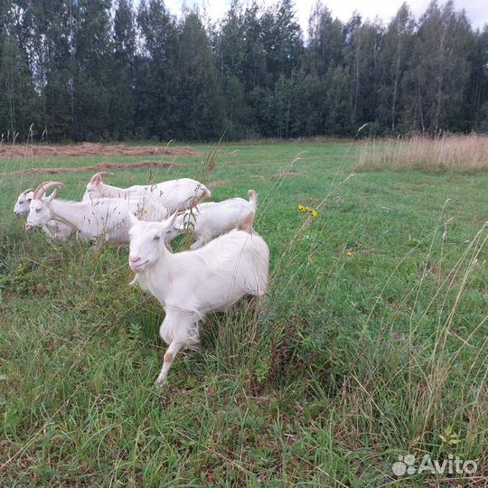 Коза молодая, козлята, козлик