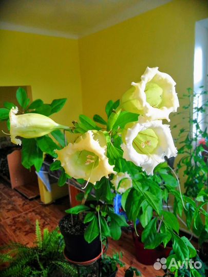 Редкие комнатные растения